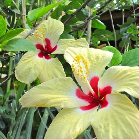 Physis Caribbean Bed & Breakfast Puerto Viejo de Talamanca 외부 사진