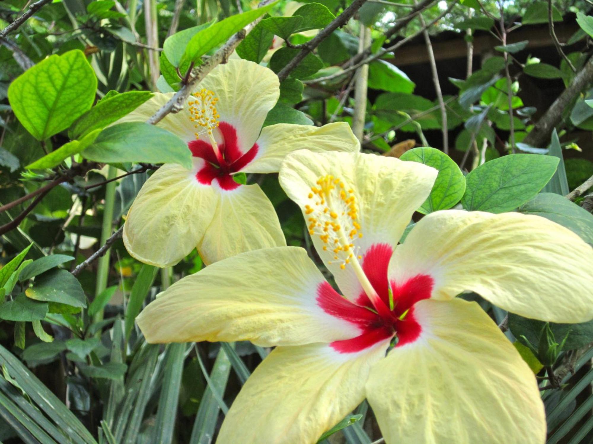 Physis Caribbean Bed & Breakfast Puerto Viejo de Talamanca 외부 사진