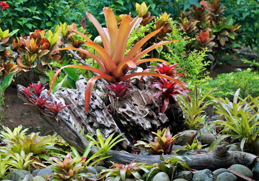 Physis Caribbean Bed & Breakfast Puerto Viejo de Talamanca 외부 사진